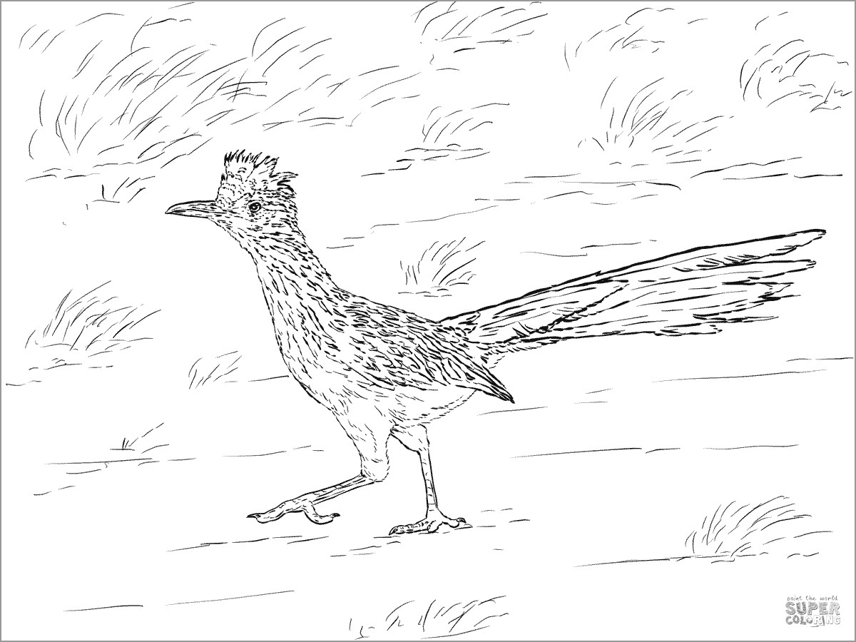 Realistic Roadrunner Coloring Page for Kids