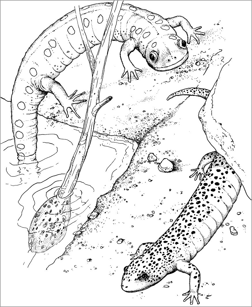 Realistic Salamander Coloring Page for Adult