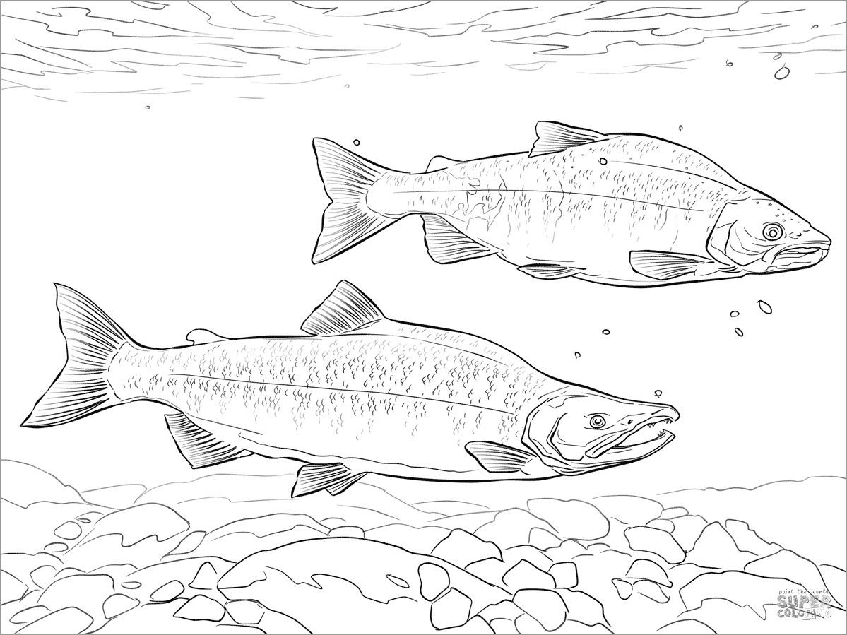 Realistic Salmon Coloring Page