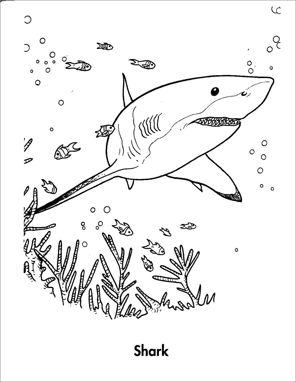 Shark Coloring Pages ColoringBay