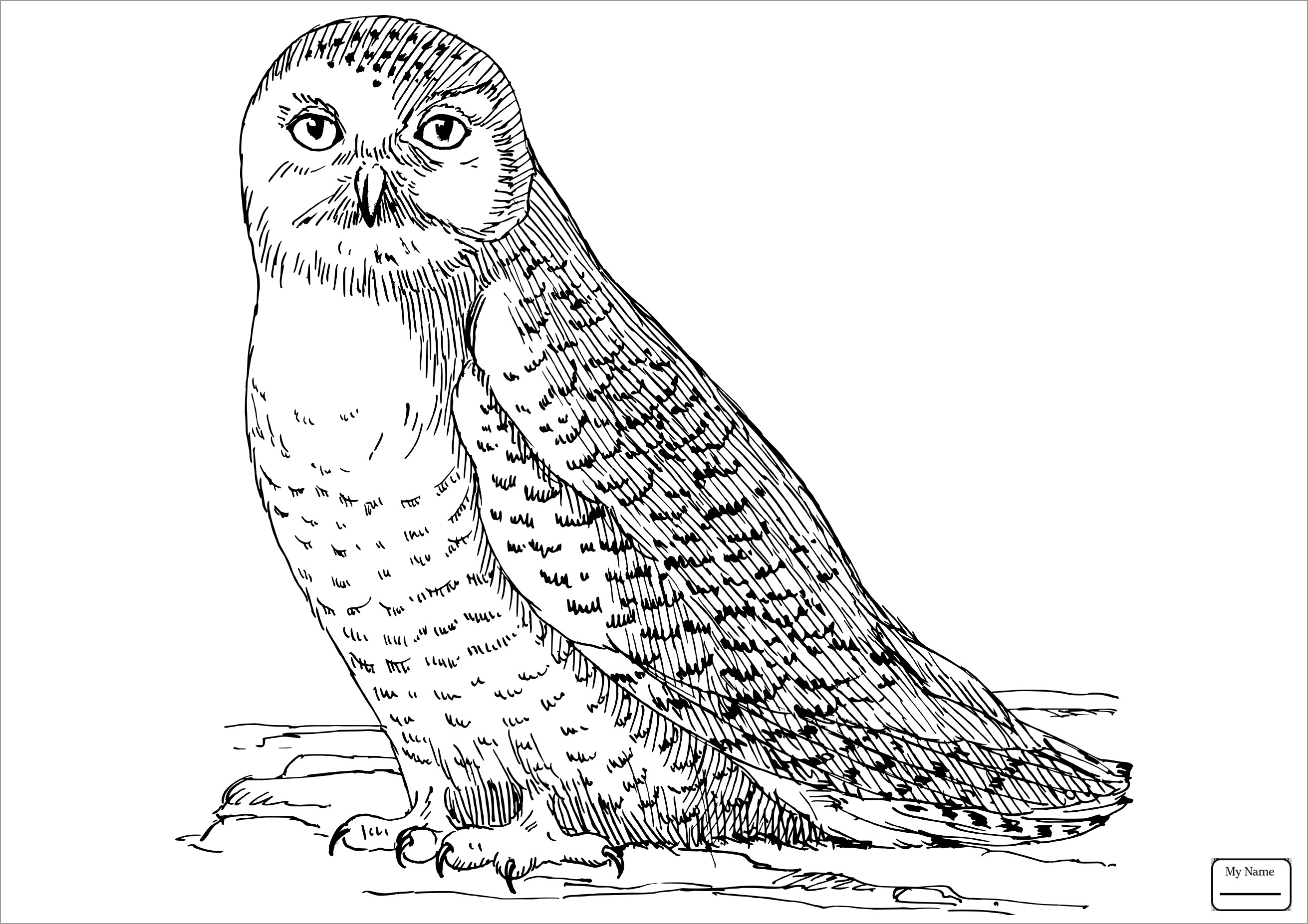 Realistic Snowy Owl Coloring Pages