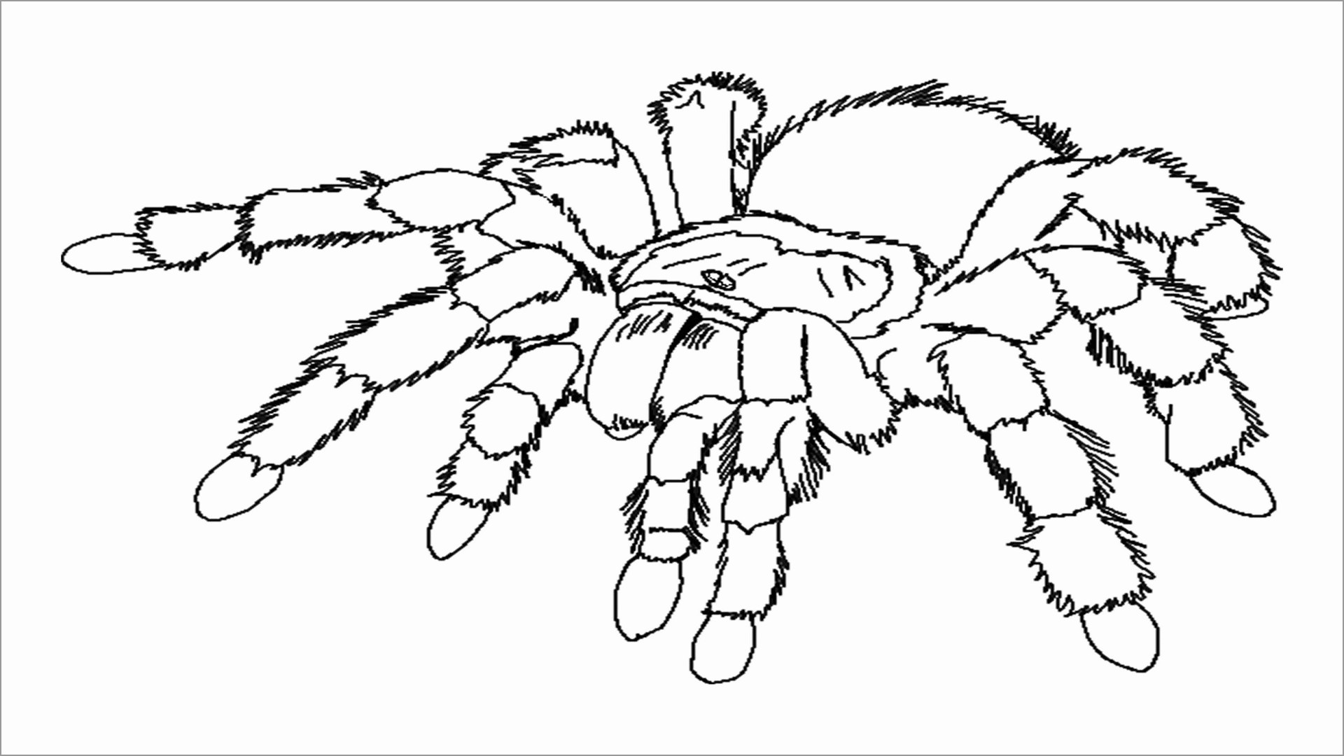 Realistic Spider Coloring Page