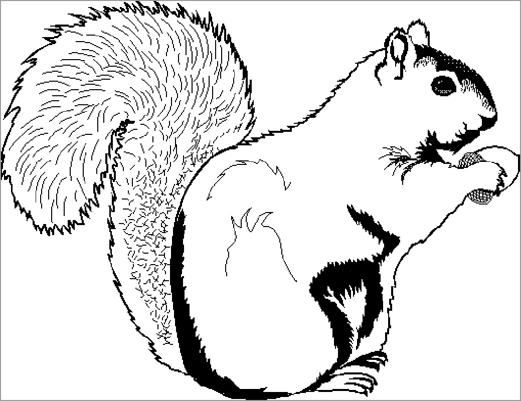 Realistic Squirrel Coloring Page