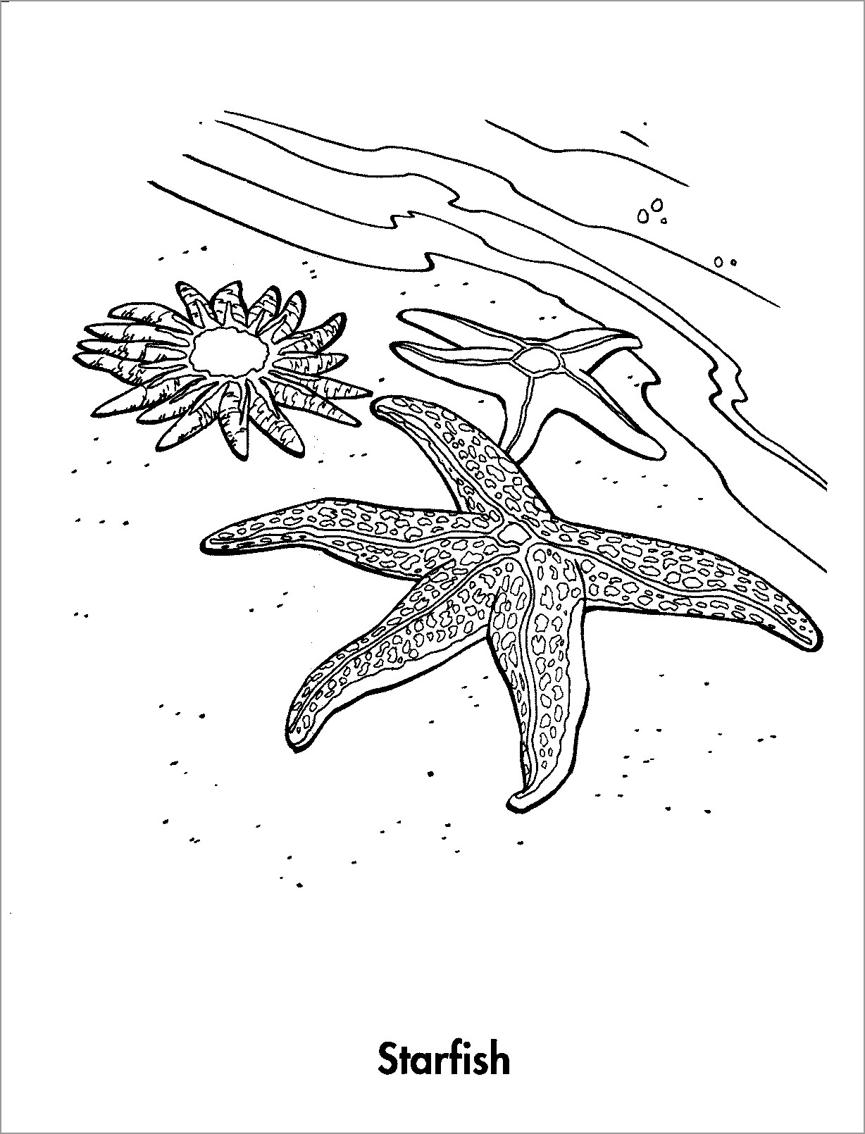 Realistic Starfish Coloring Pages
