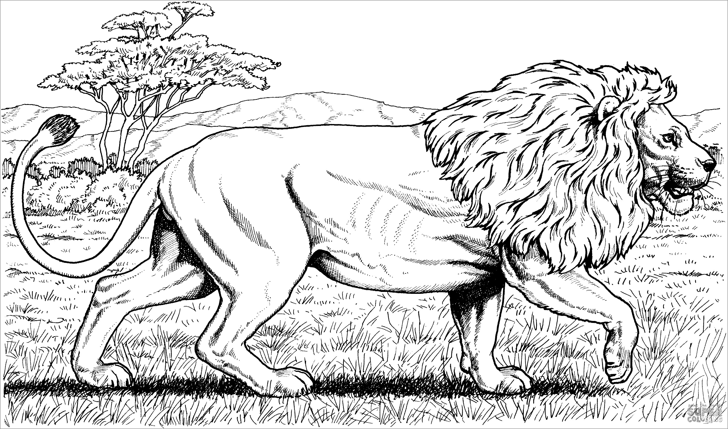 African Animals Coloring Page   ColoringBay