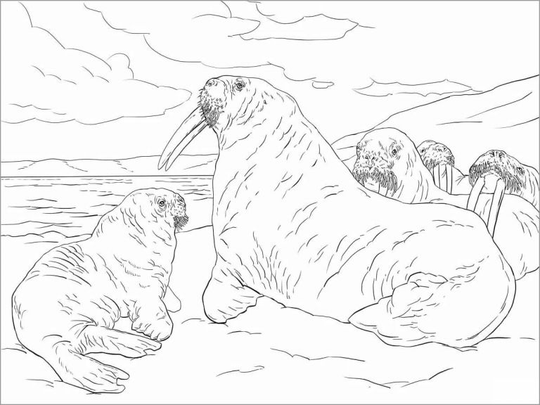 Printable Walrus Coloring Pages for Kids ColoringBay