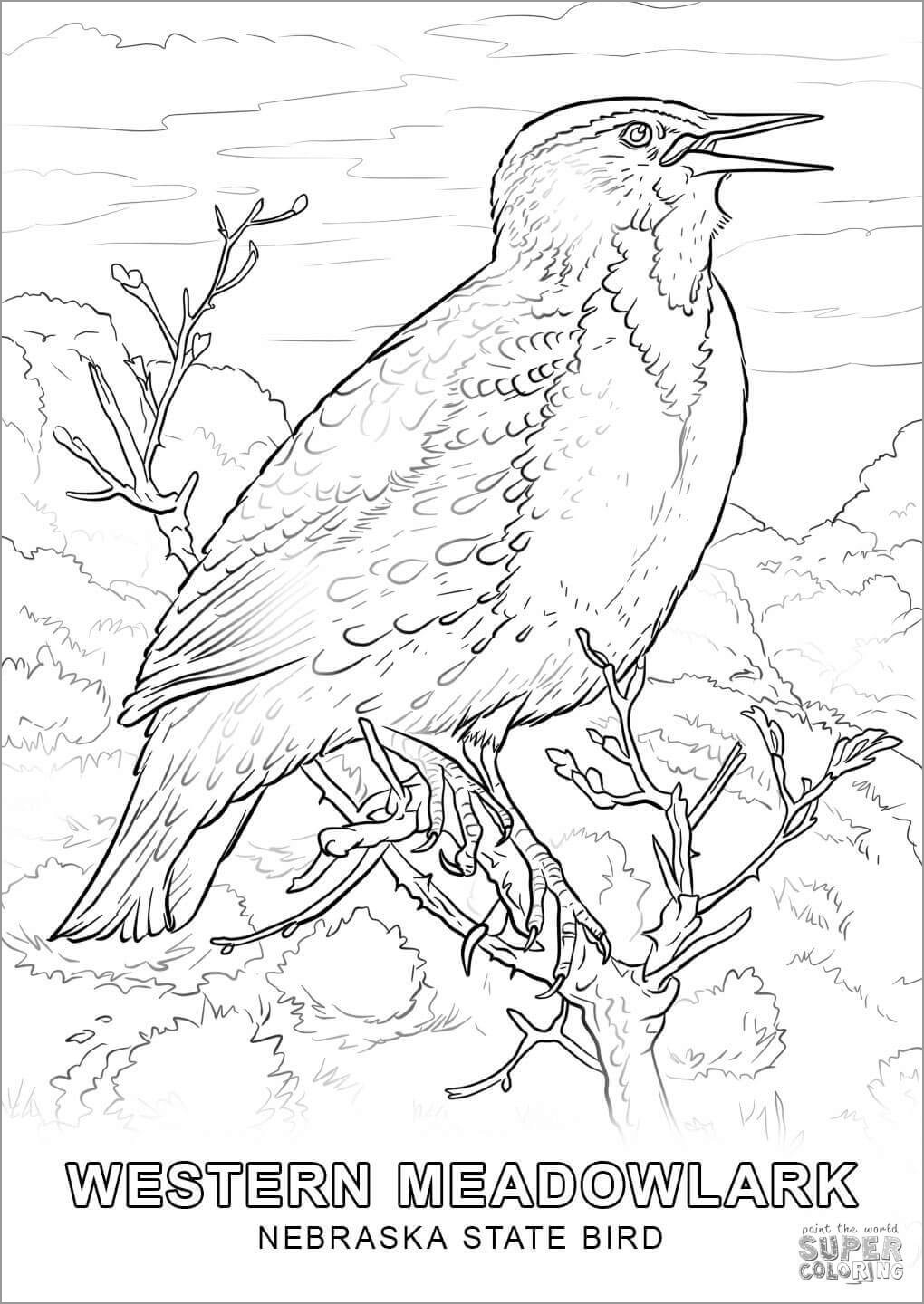 Realistic Western Meadowlark Coloring Page