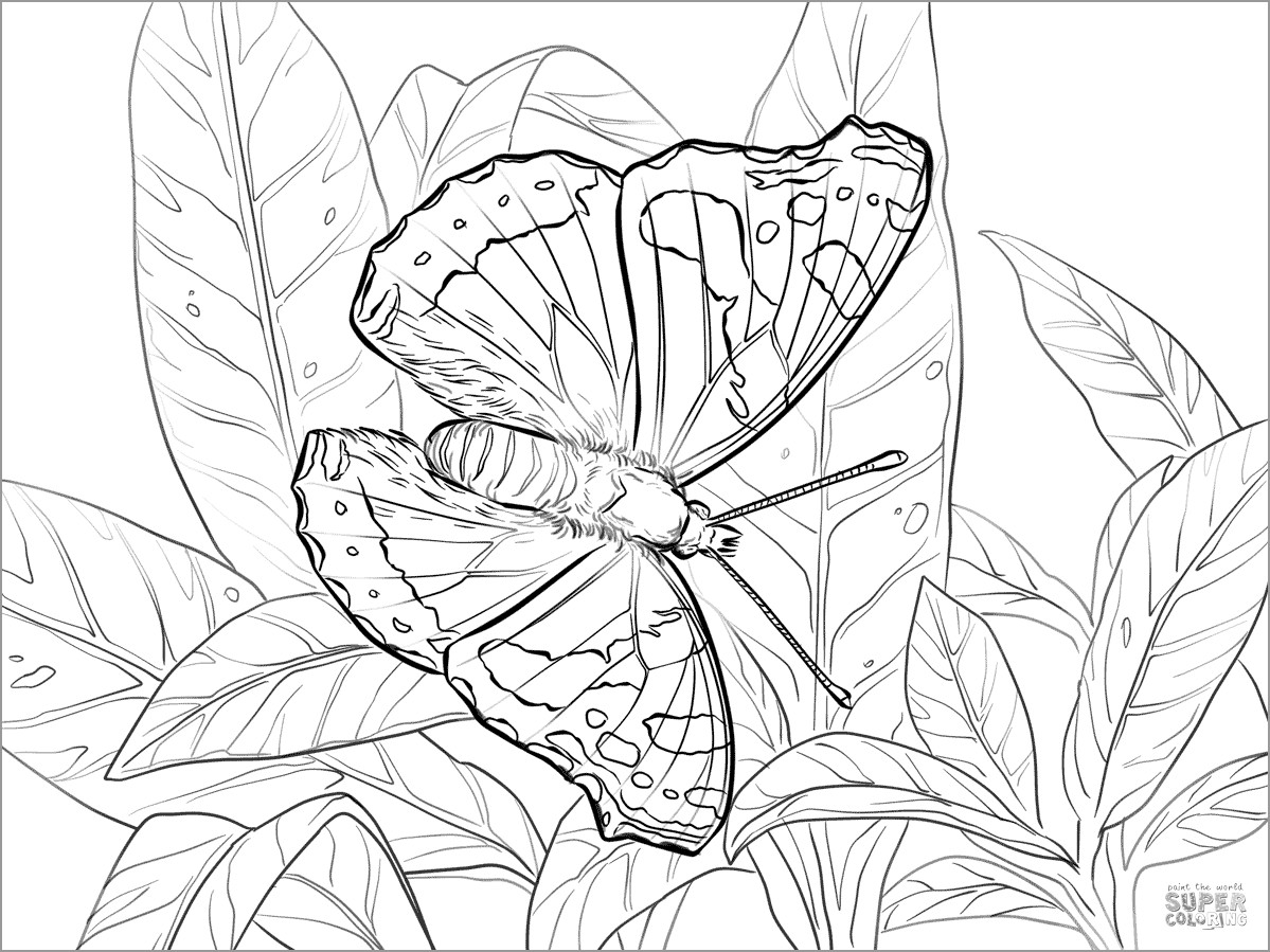Red Admiral Coloring Page
