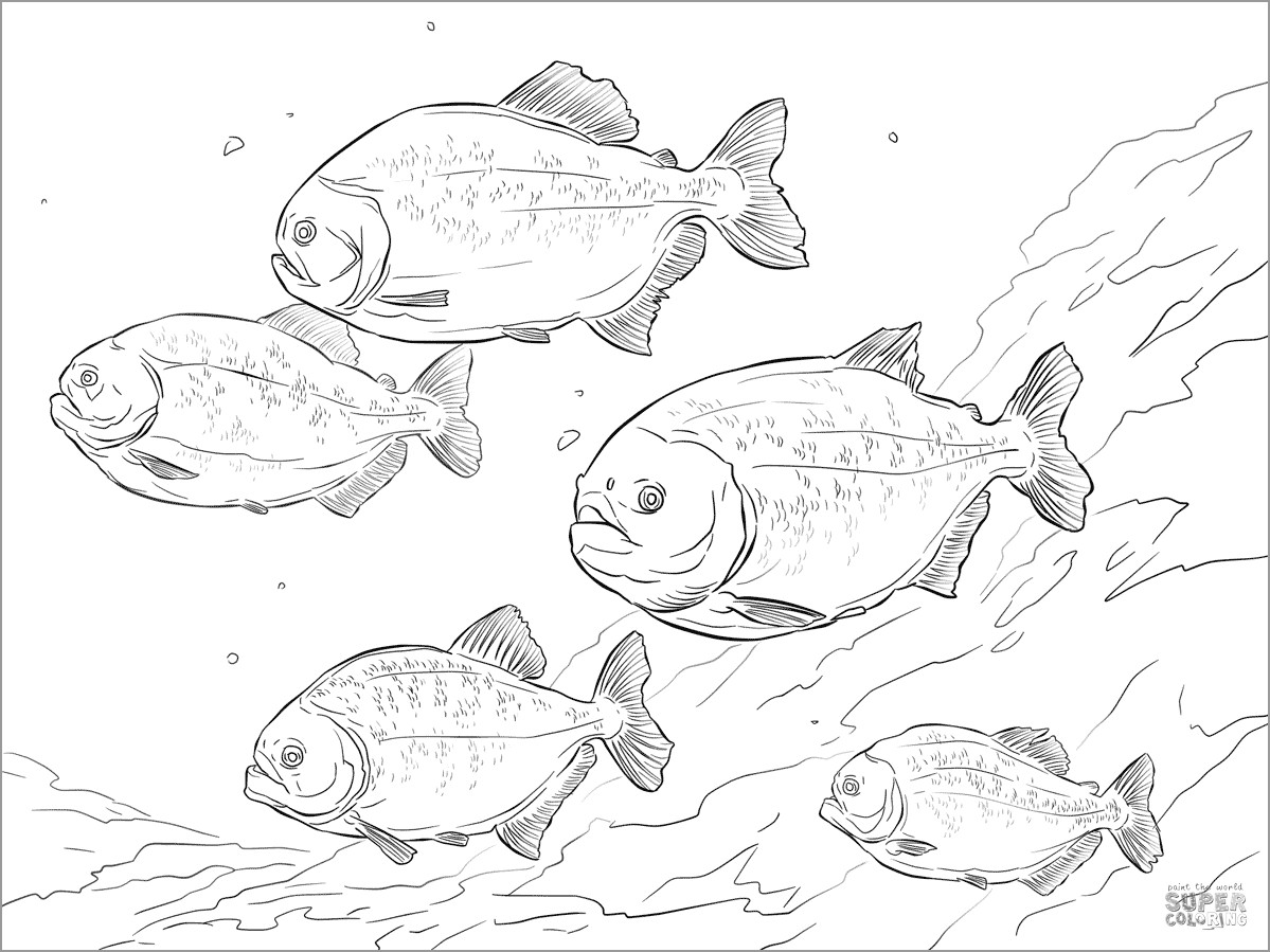 Red Bellied Piranha Shoal Coloring Page