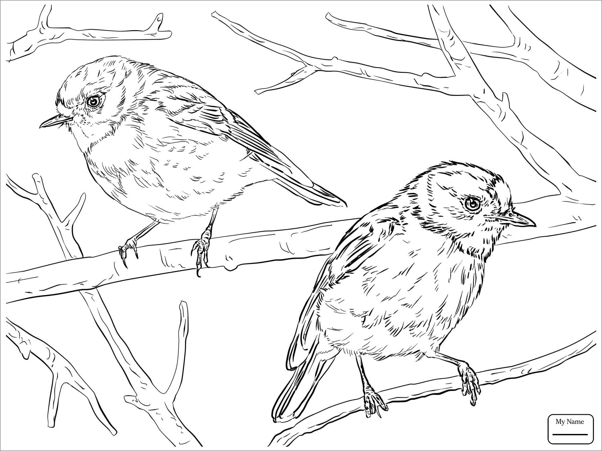 Red Robin Coloring Page