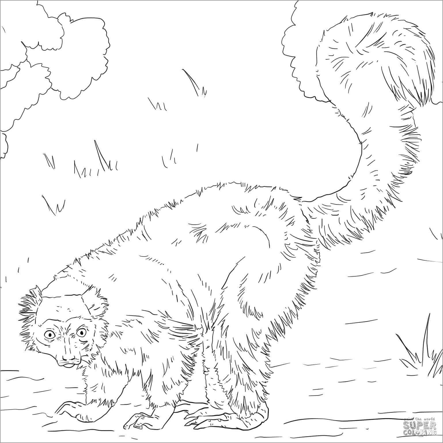 Red Ruffed Lemur Madagascar Animals Coloring Page
