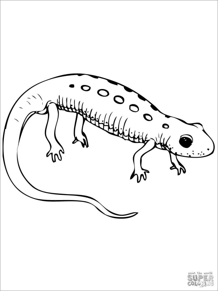 Smooth Newts Coloring Page - ColoringBay