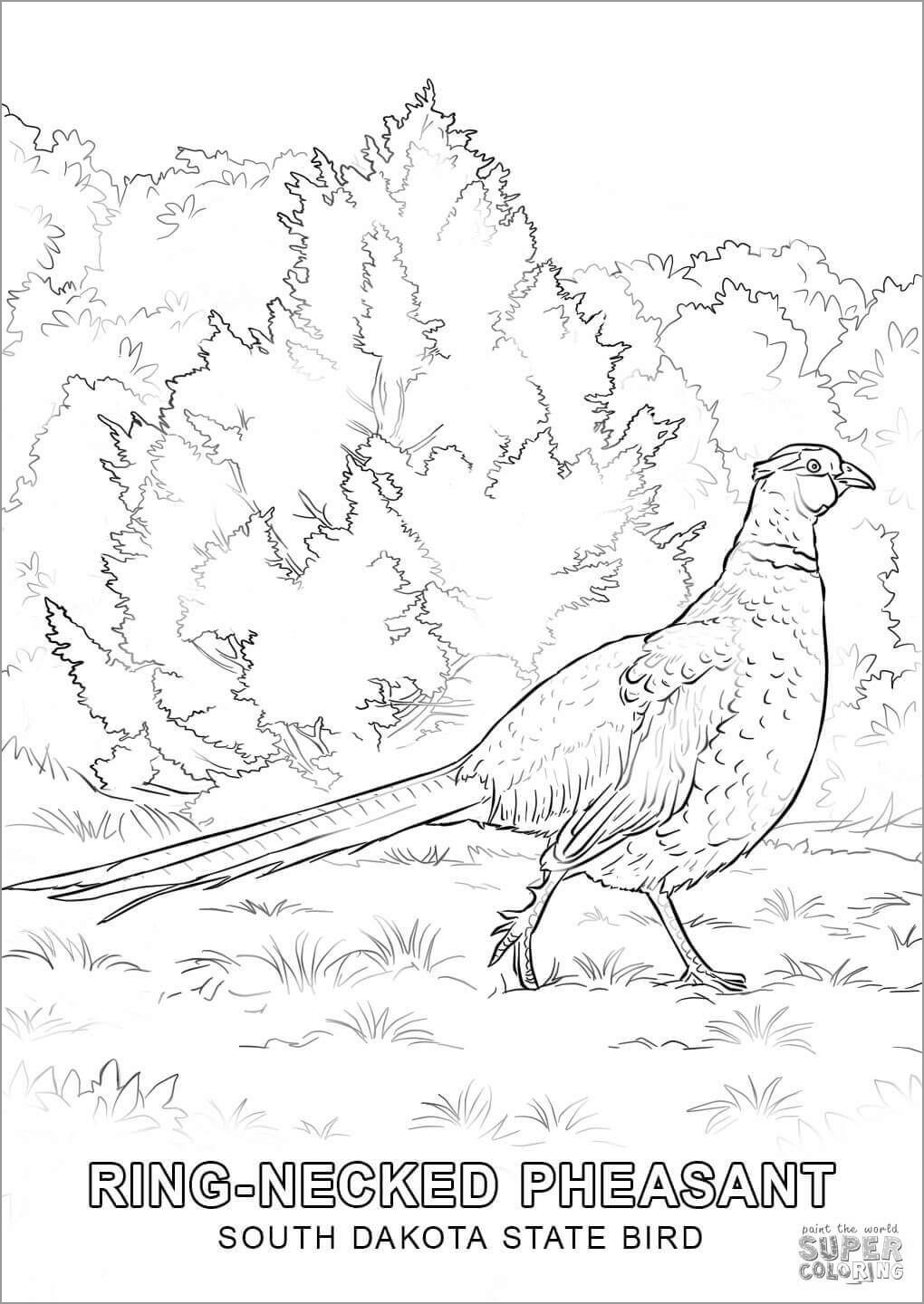 Pheasants Coloring Pages