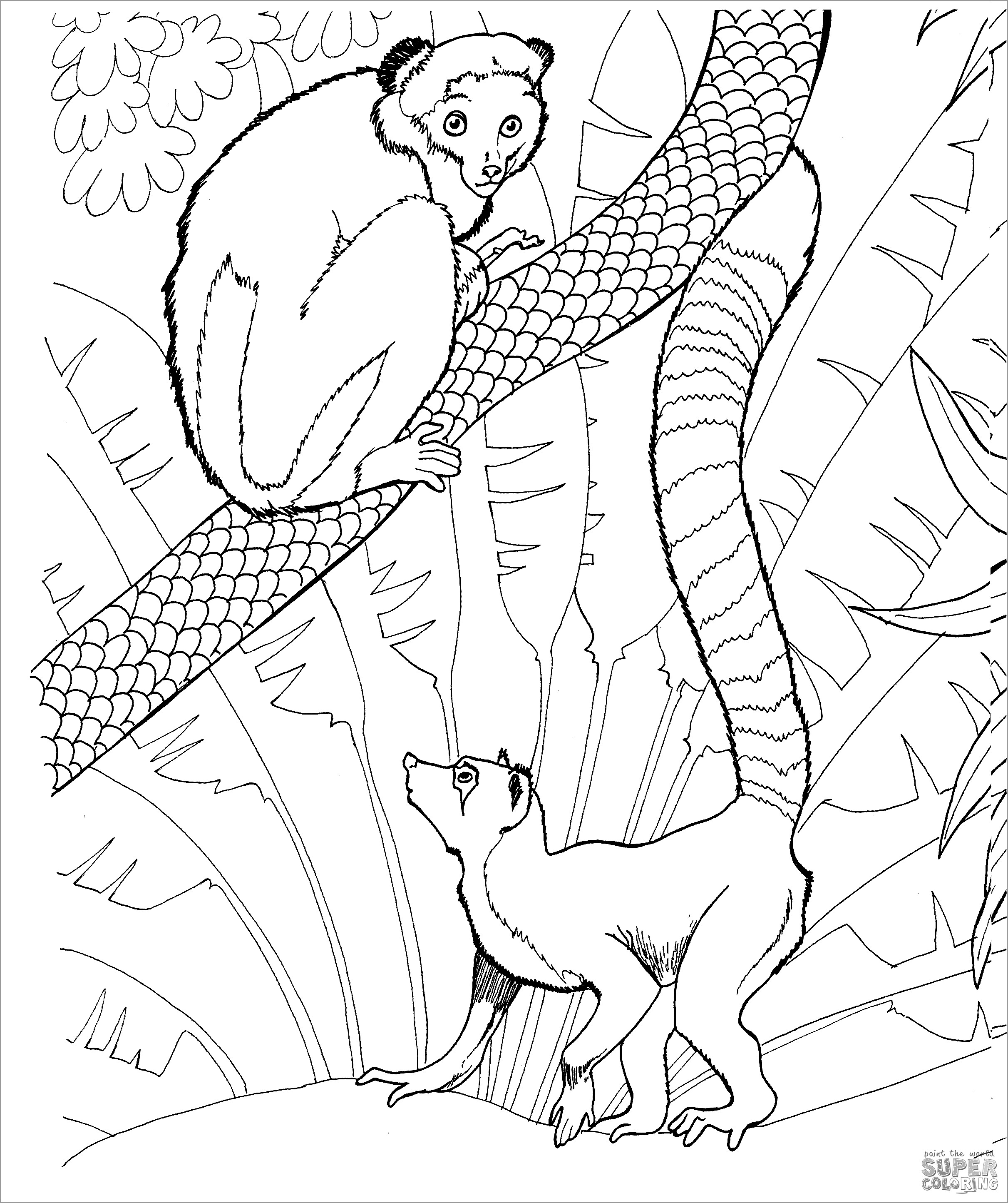 Ring Tailed Lemur Coloring Pages