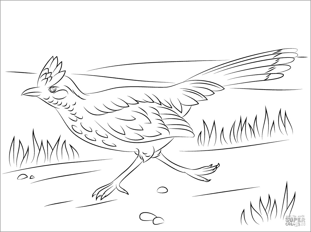 Roadrunner Coloring Page for Adults
