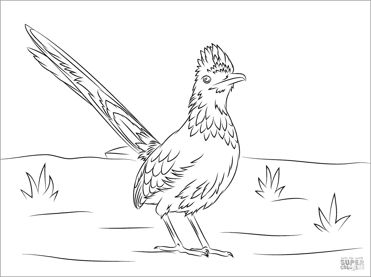 Roadrunner Coloring Page for Kids