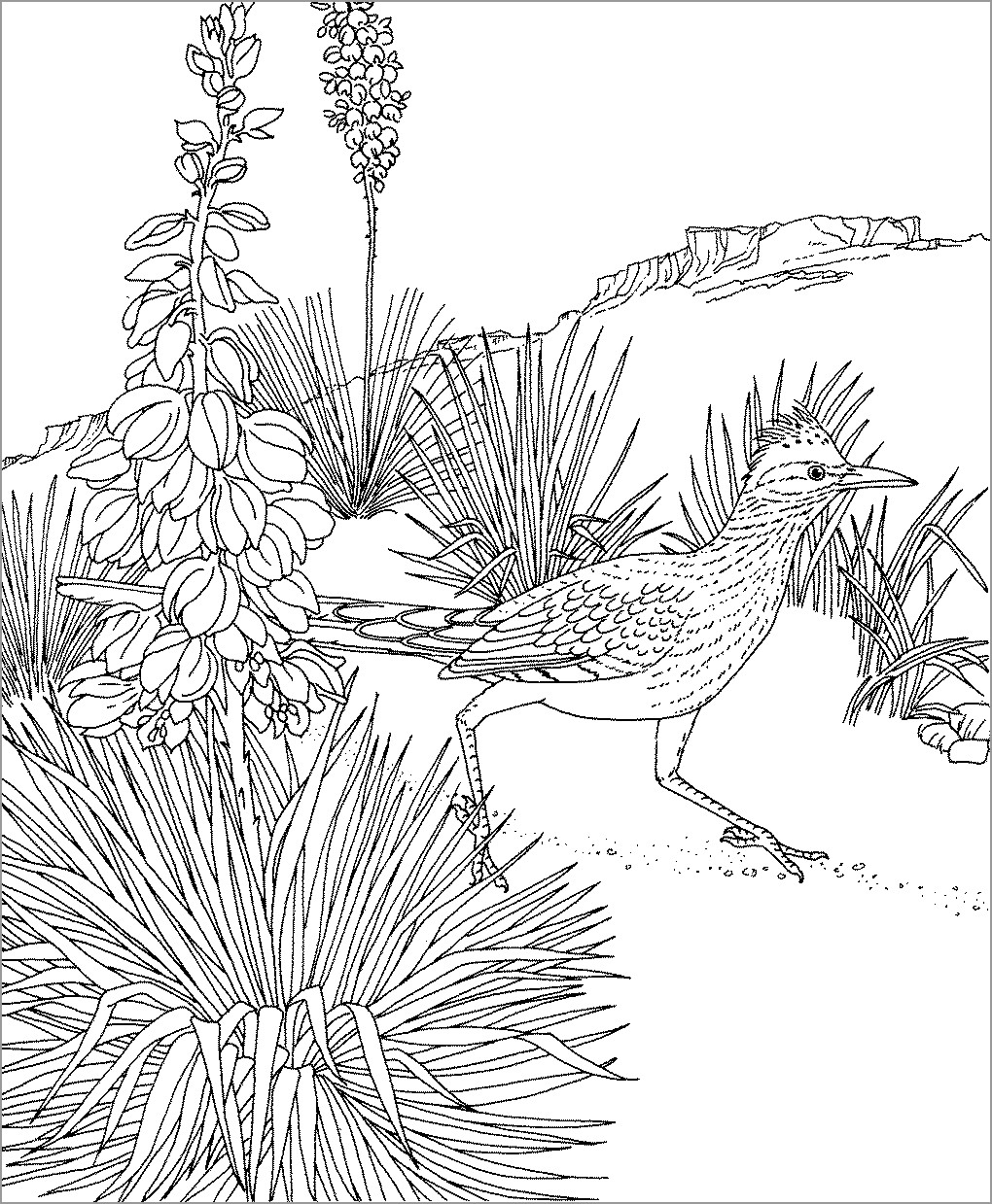 Roadrunner Coloring Pages Printable