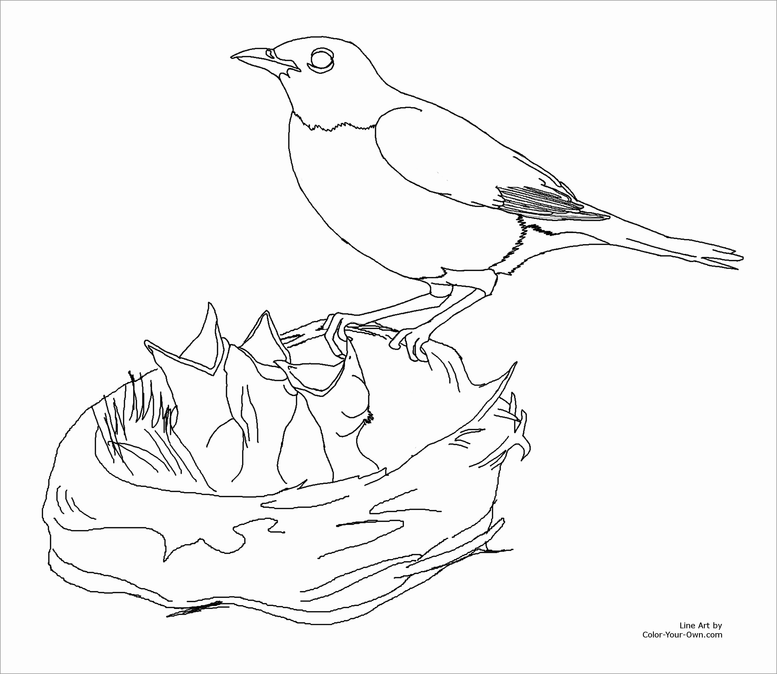 Robin Bird In Nest Coloring Pages   ColoringBay