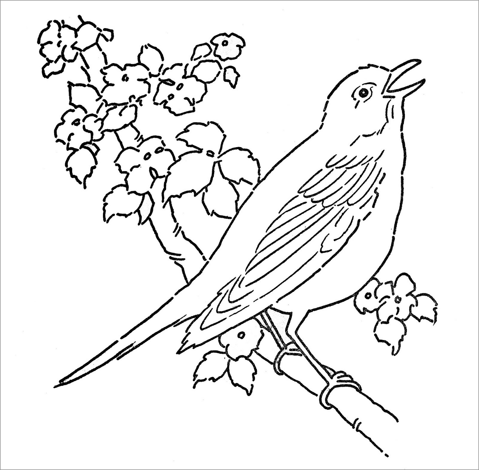 Robin Coloring Page to Print