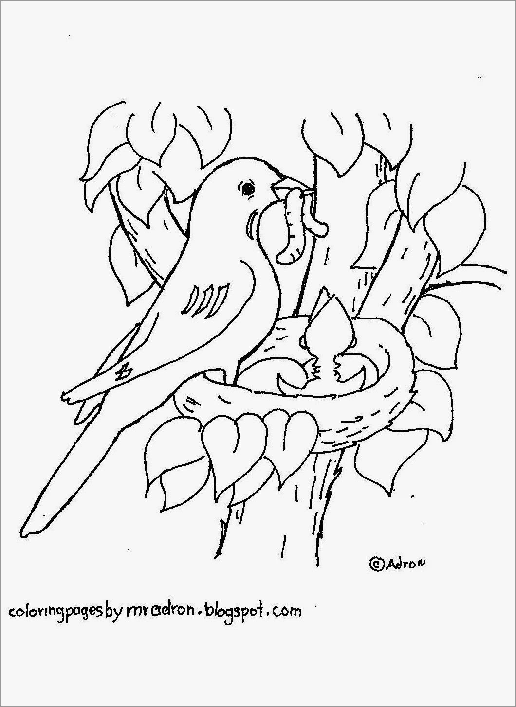 Robin In Nest Coloring Page