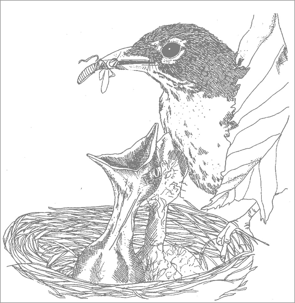 Robin Mother Feeding Babies Coloring Pages