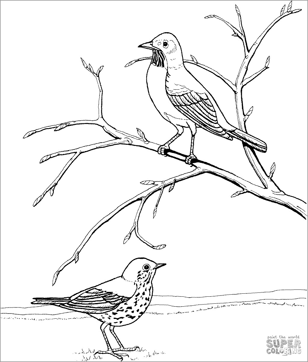 Robins Coloring Pages for Kids