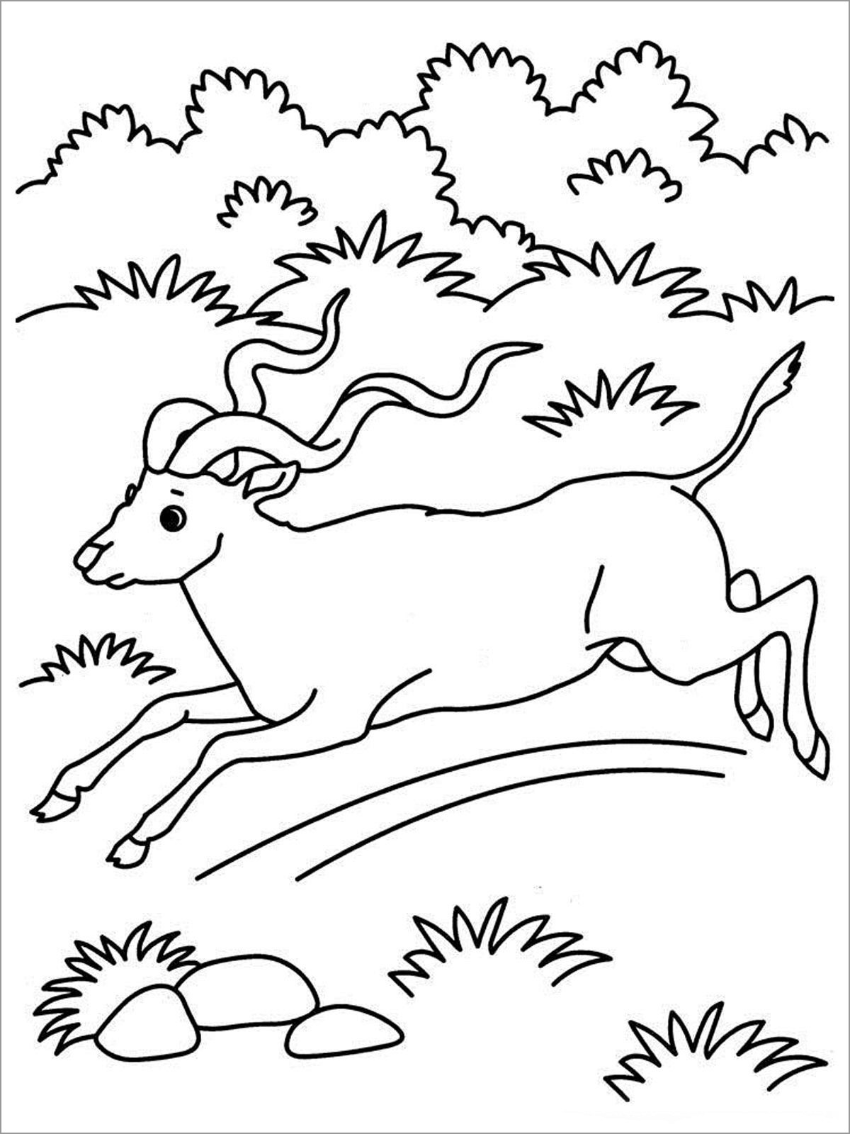 Running Antelope Coloring Pages   ColoringBay