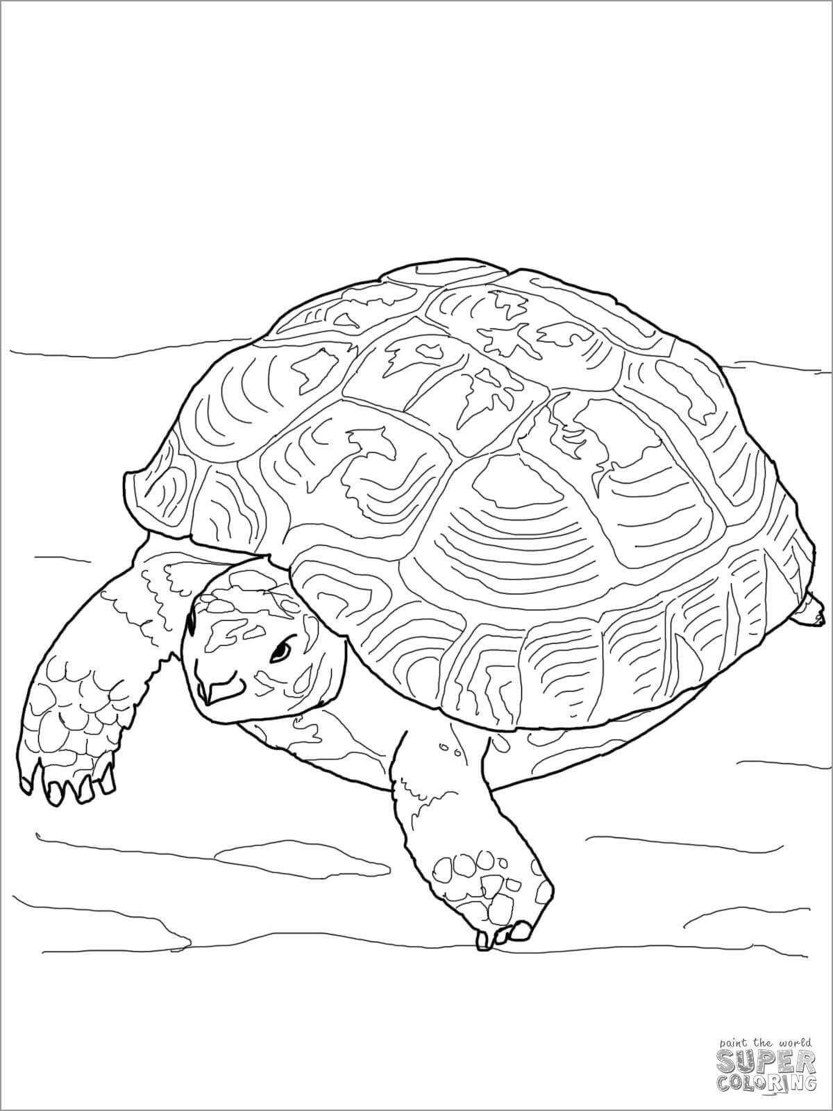 Russian tortoise Coloring Page