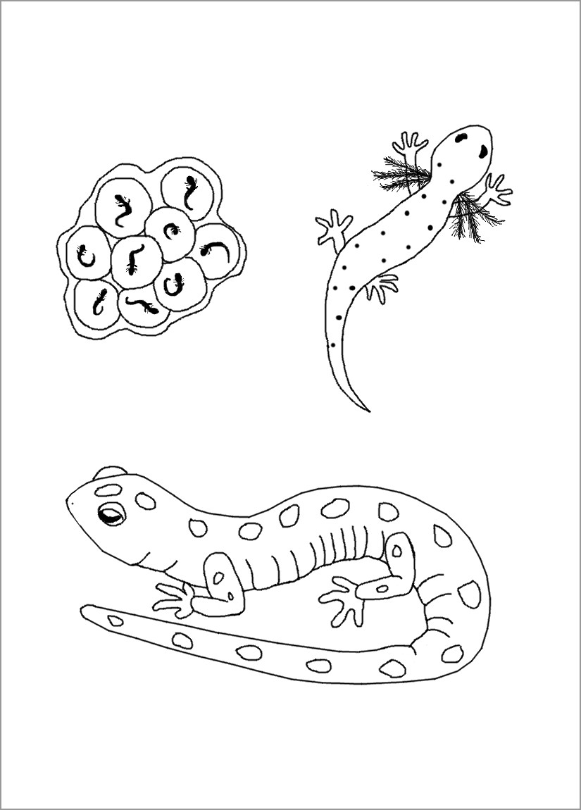 Salamander Coloring Page for Preschool