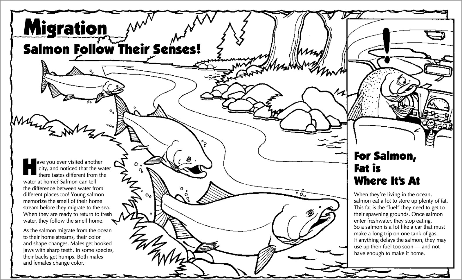 Salmon Migration Coloring Page