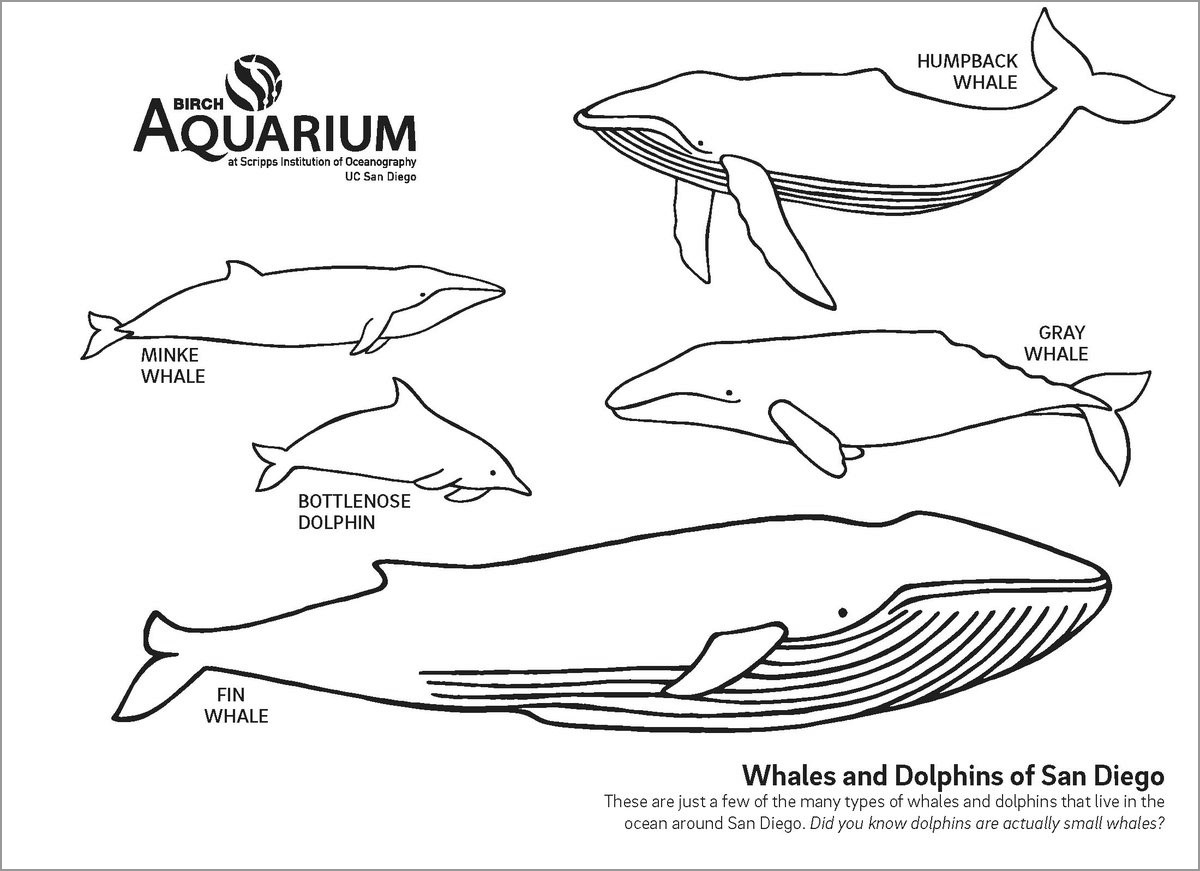 San Diego Whale Coloring Page