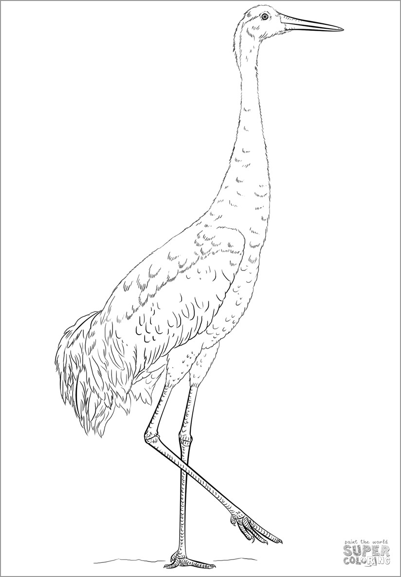 Sandhill Crane Coloring Page to Print