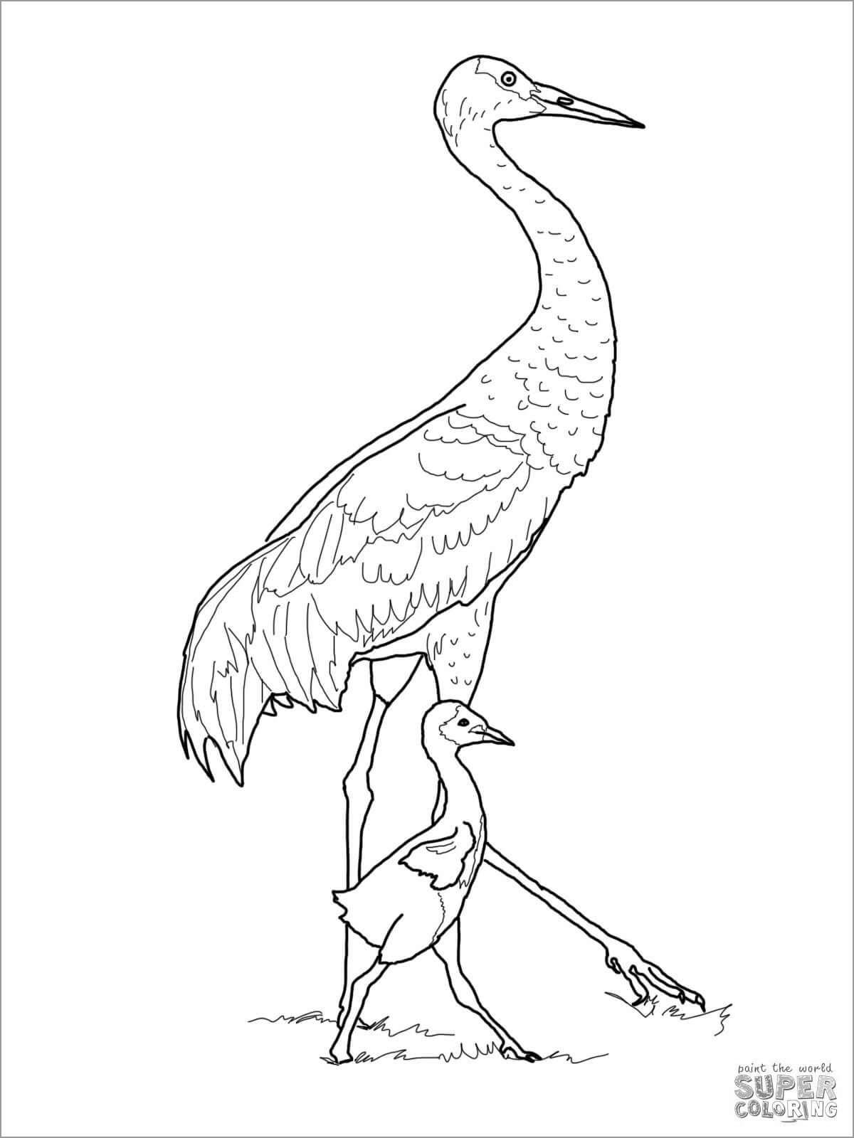 Sandhill Crane with Baby Coloring Page