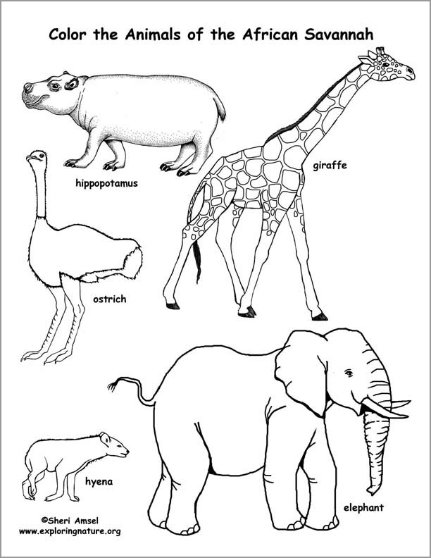 Savanna African Animals Coloring Page