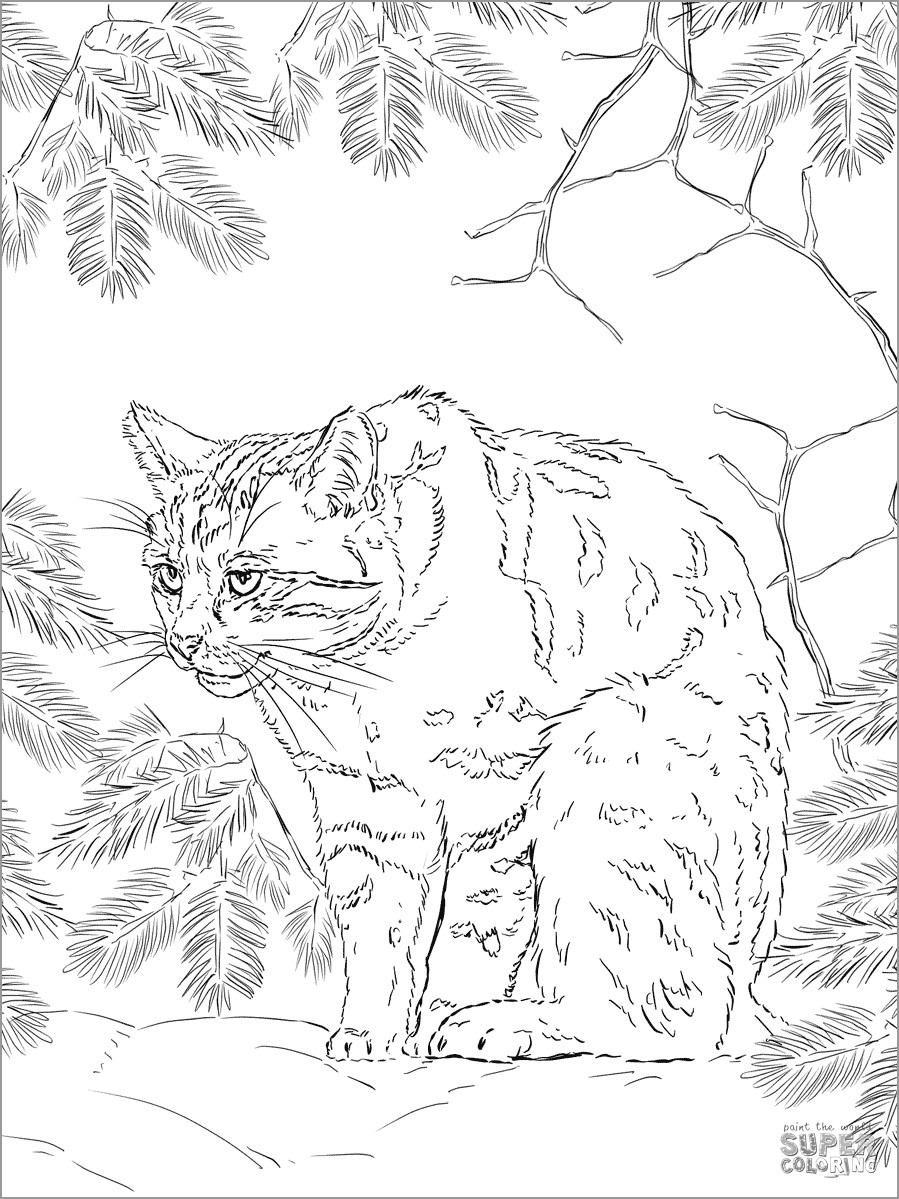 Scottish Wildcat Coloring Page Scottish Wildcat Coloring Page