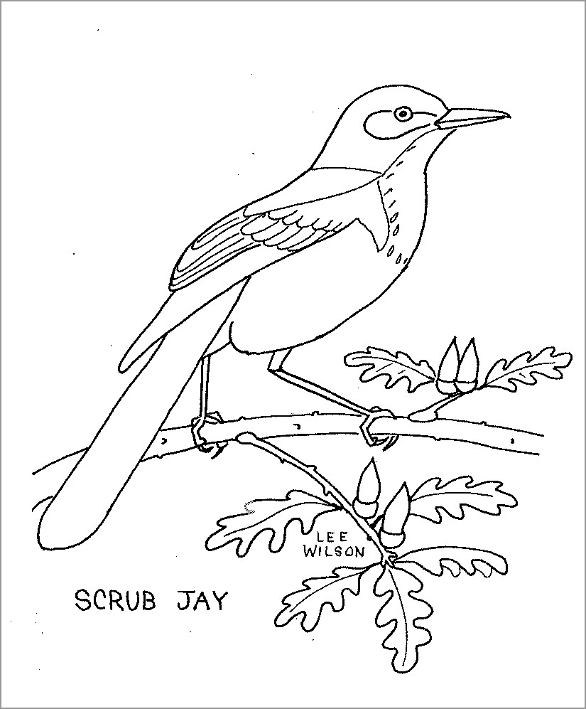Jay Coloring Pages