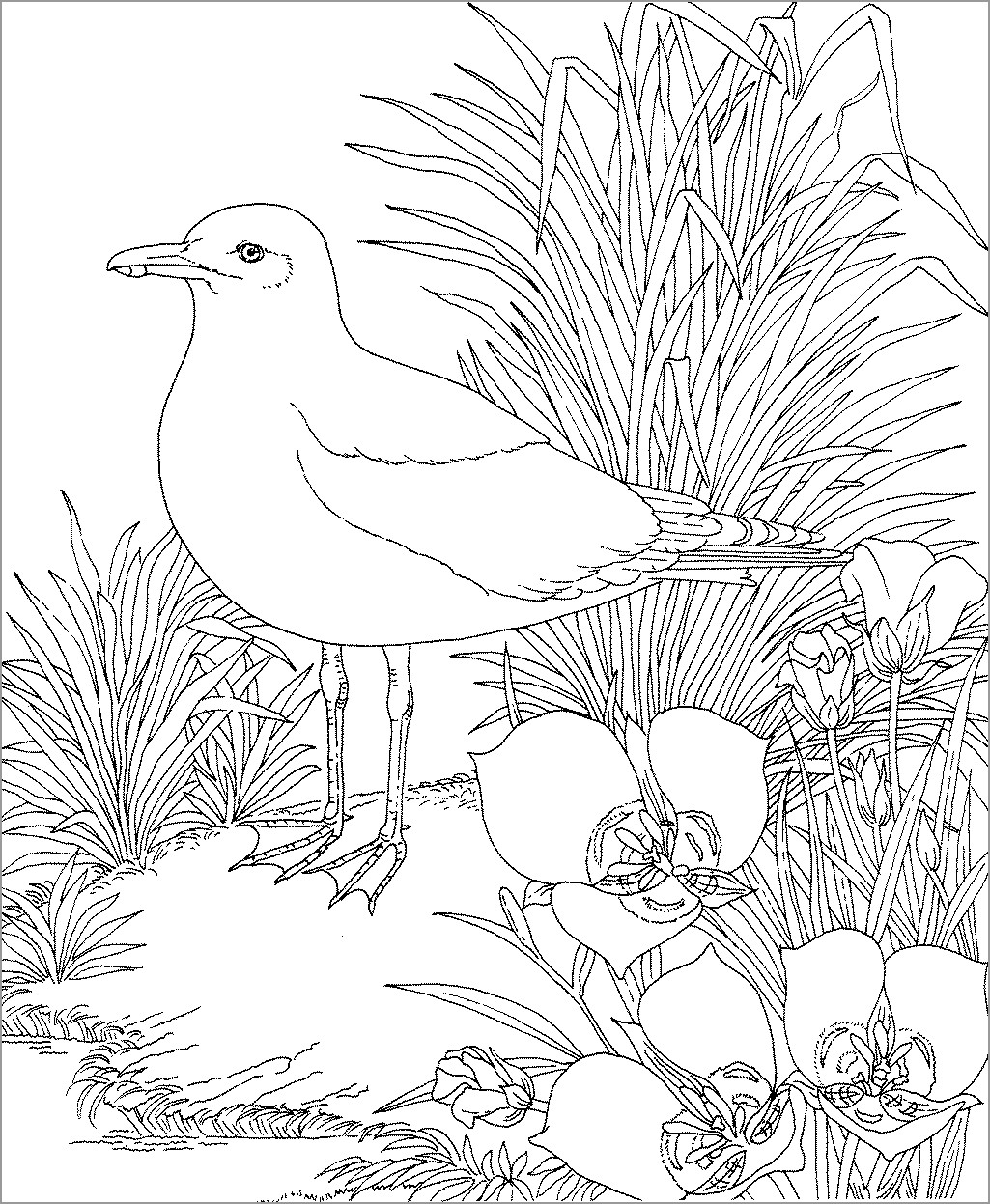 Seagulls Coloring Page for Kids