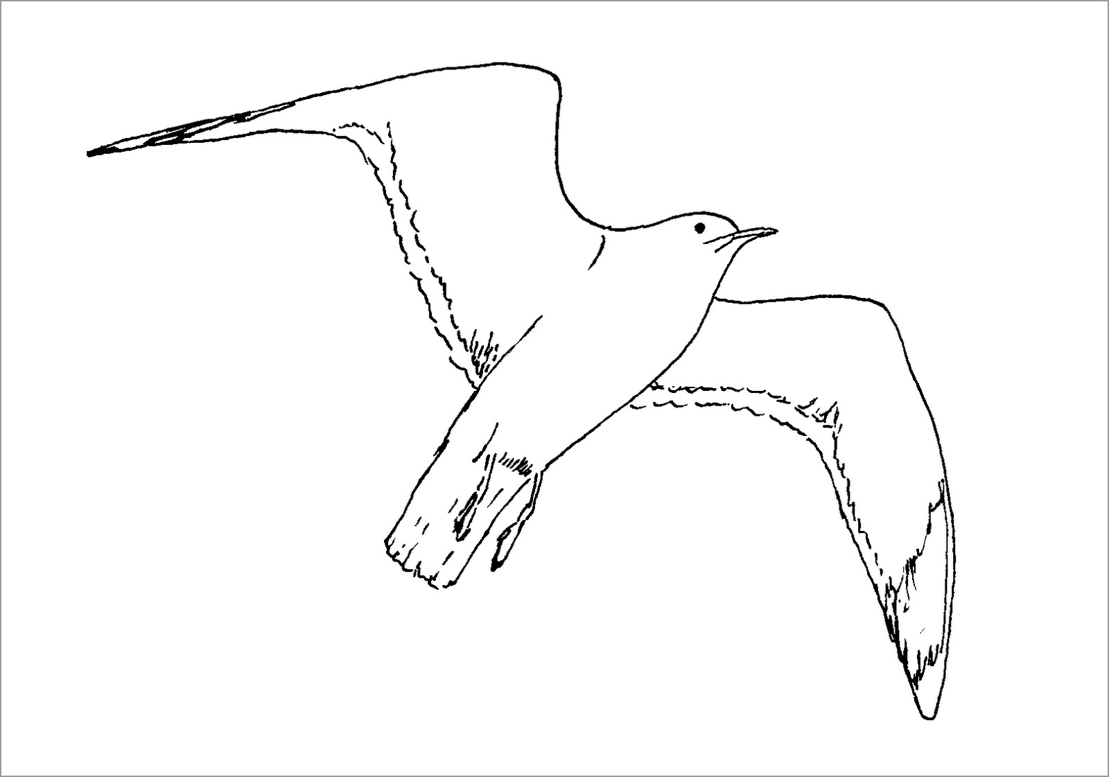 Seagulls Coloring Page for Kindergarten