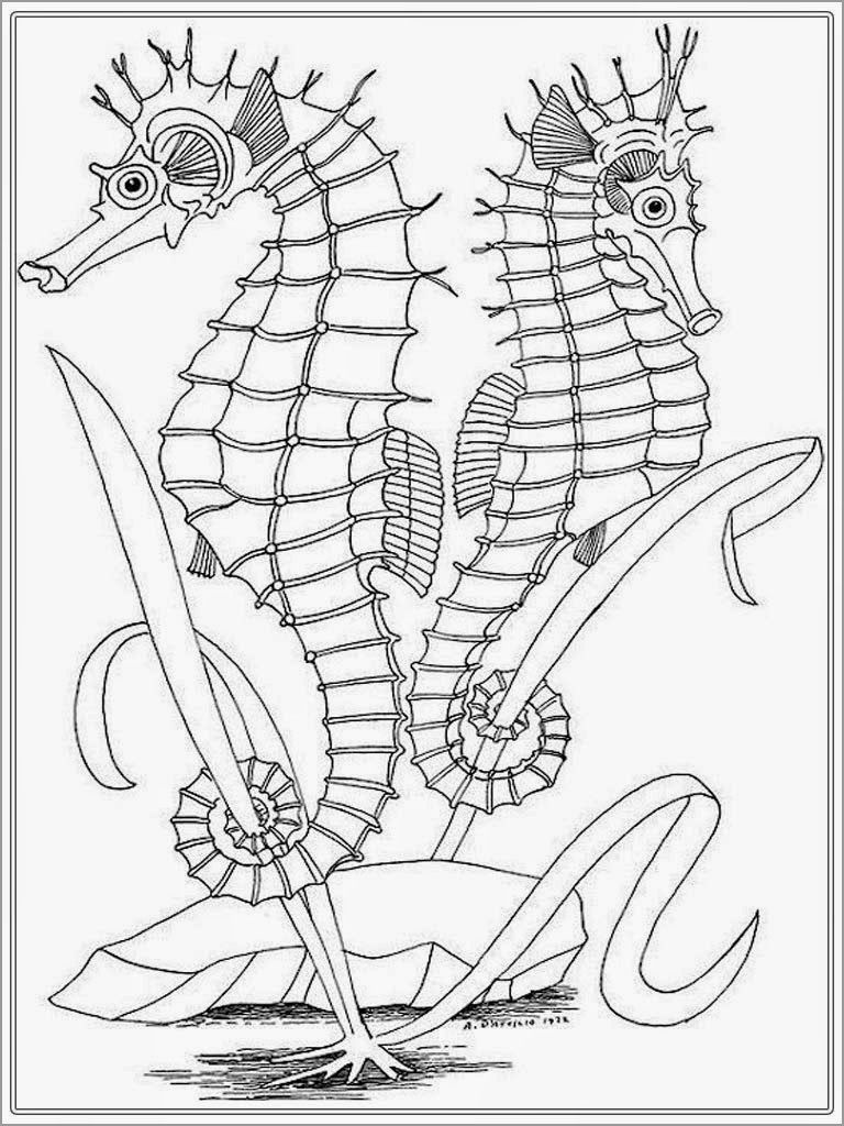 Seahorse Coloring Pages to Print