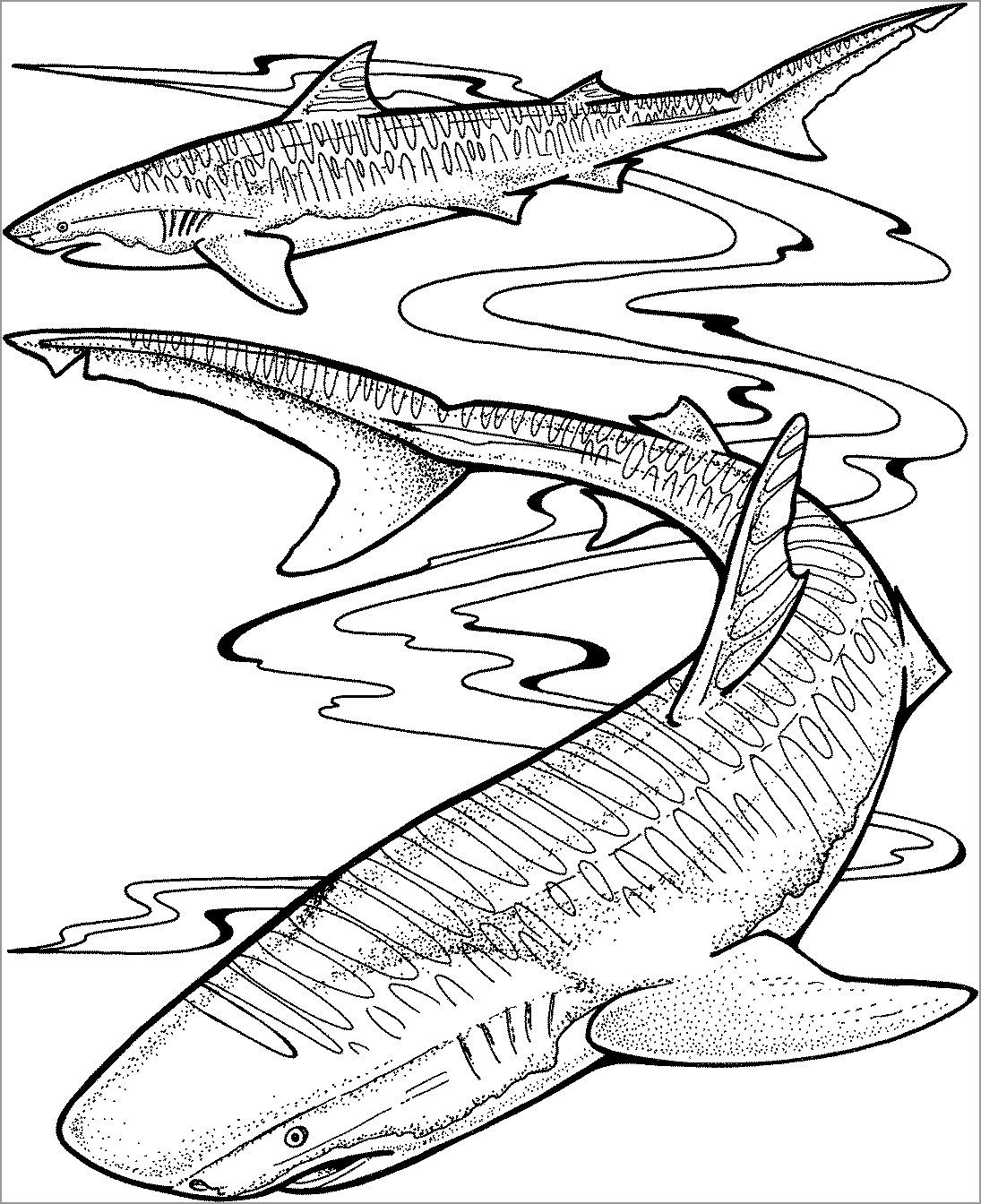 Shark Coloring Pages for Adults