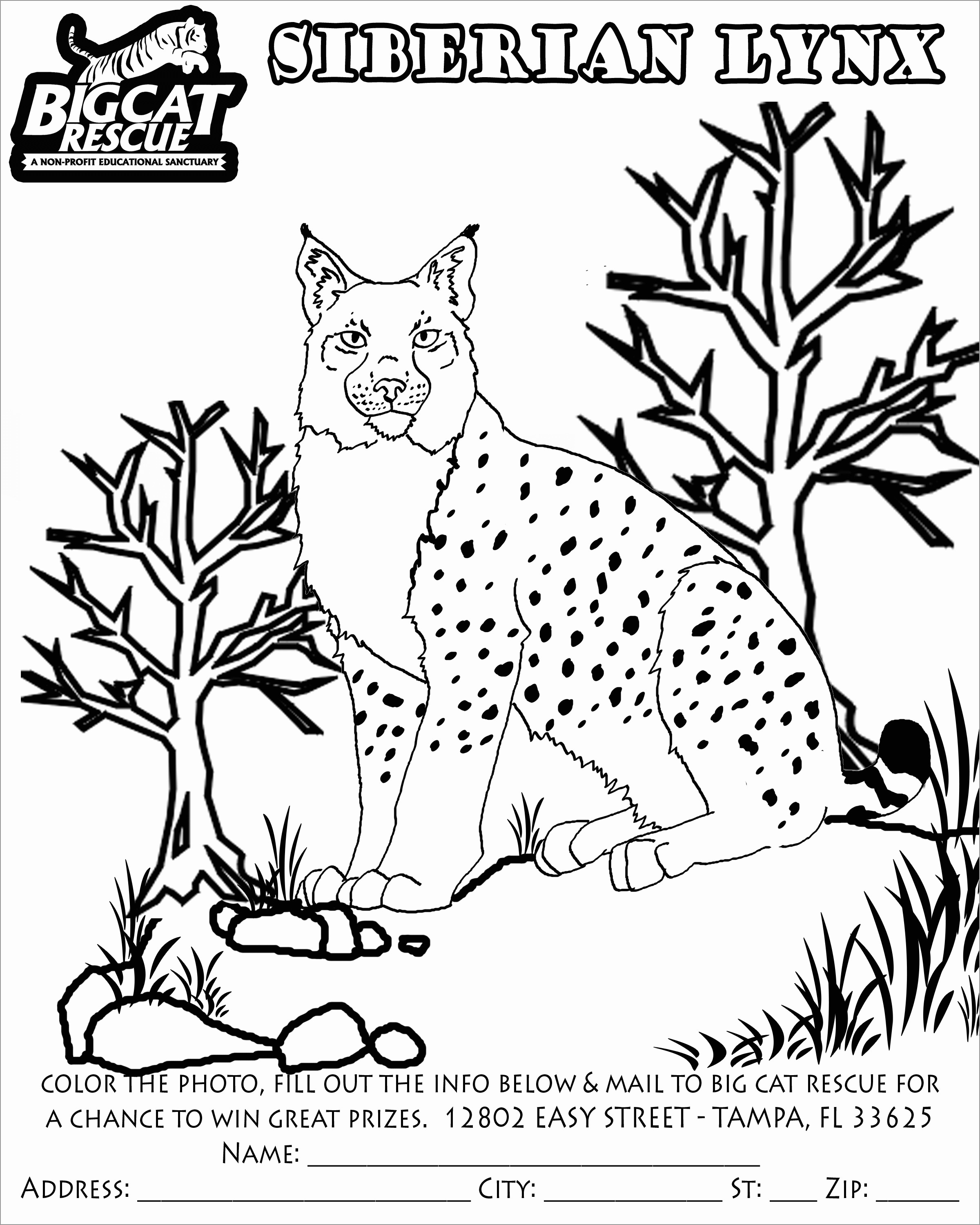 Siberian Lynx Coloring Pages for Kids