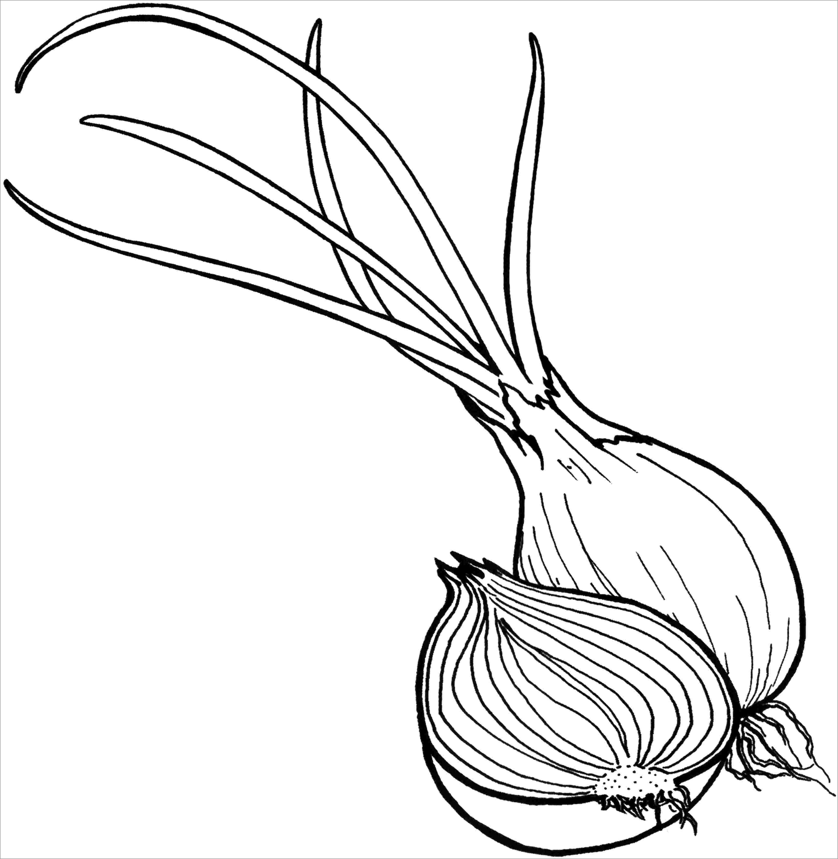 Sliced Onions Coloring Pages for Kids