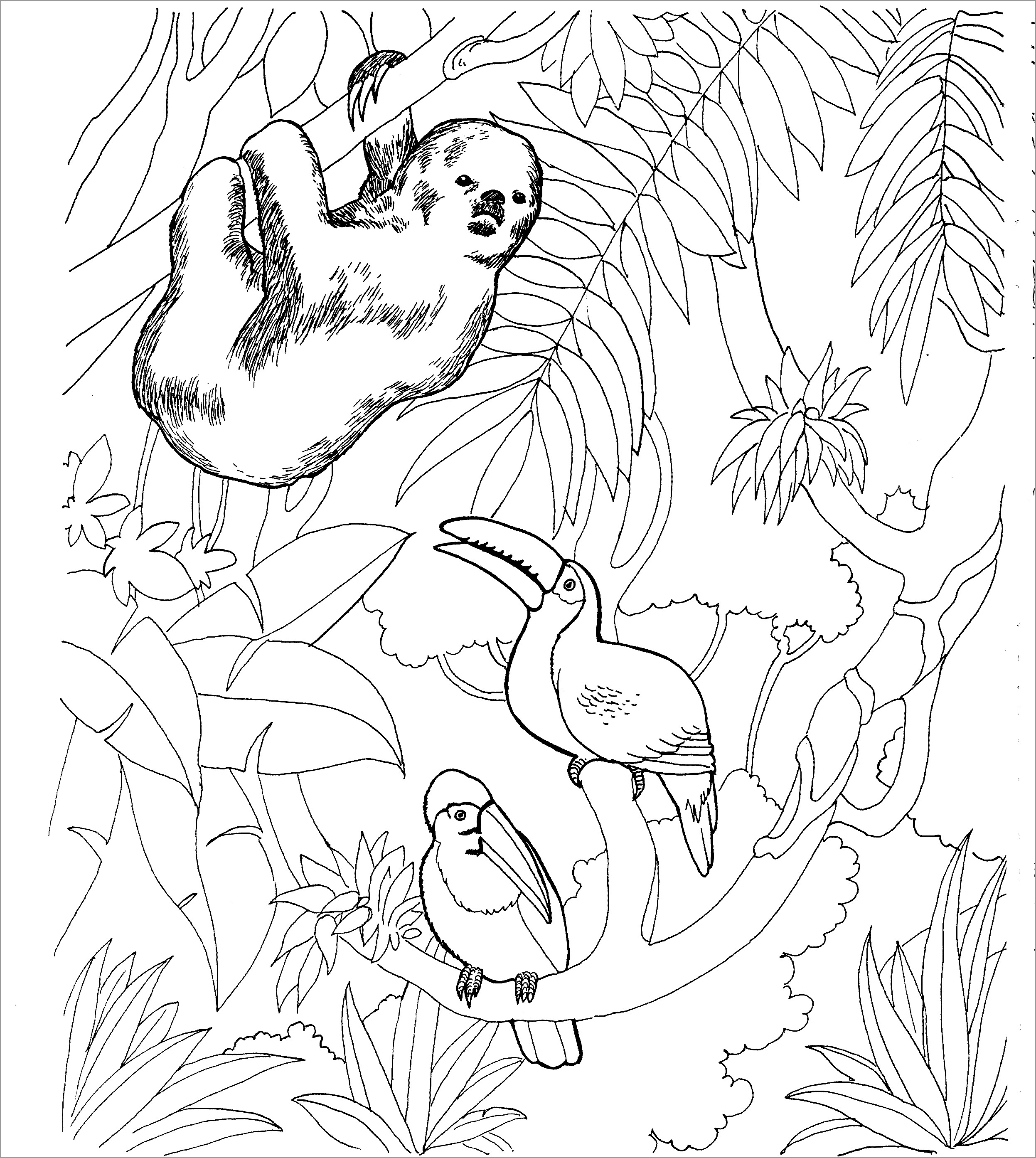 Sloth In the Jungle Coloring Page   ColoringBay