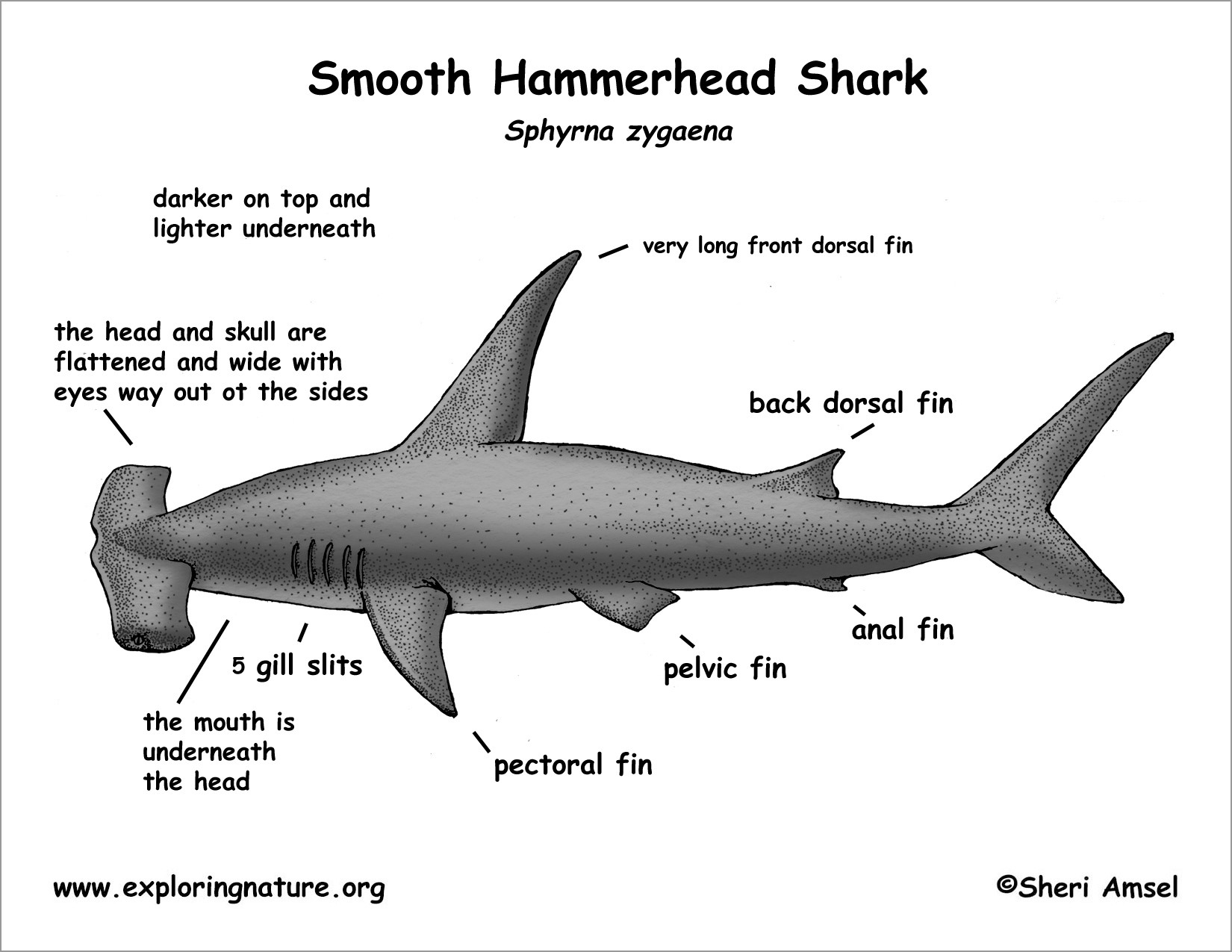 Smooth Hammerhead Shark Anatomy Coloring Page