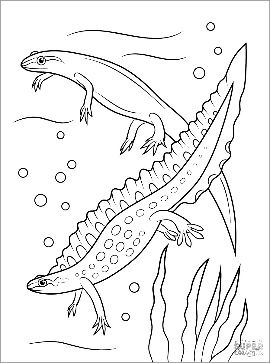 Smooth Newts Coloring Page