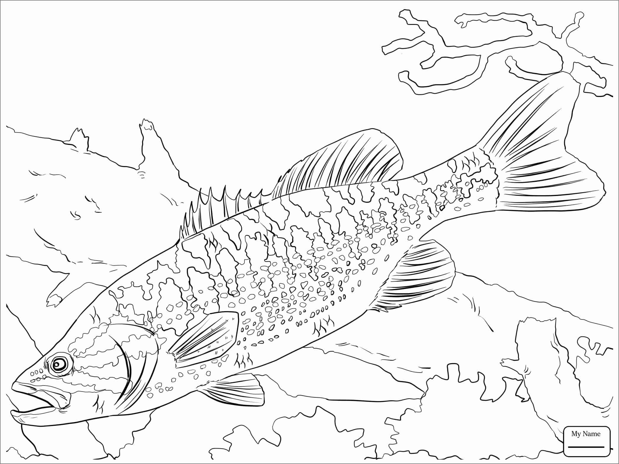 Spotted Bass Coloring Page