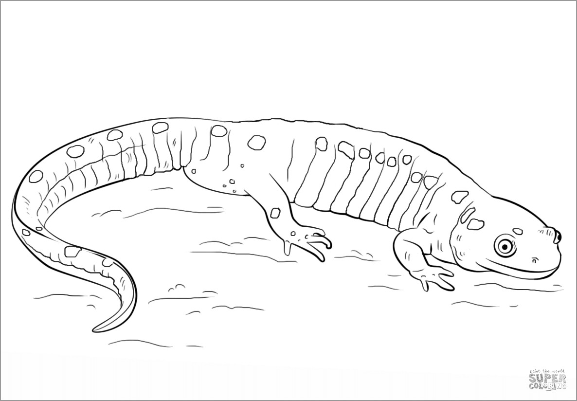 Spotted Salamander Coloring Page