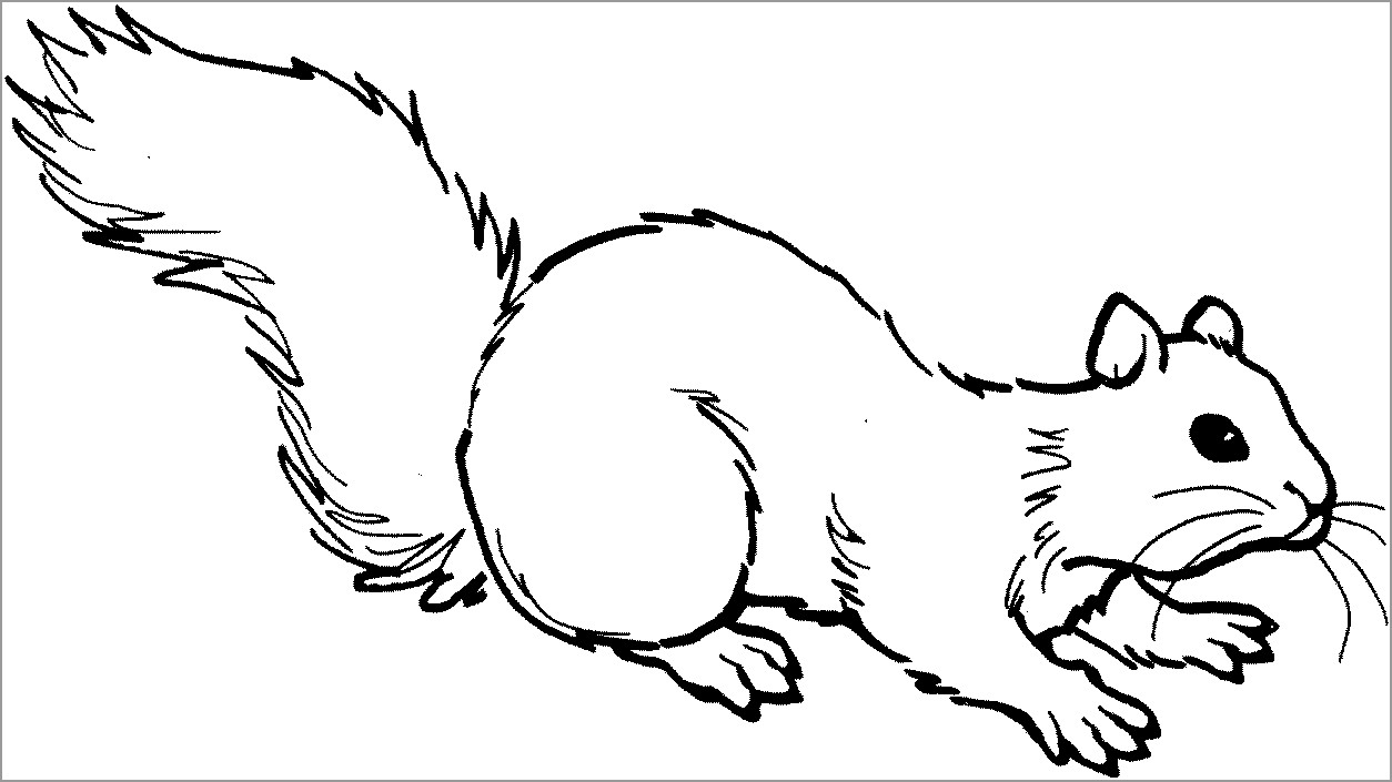 Squirrel Images Coloring Page
