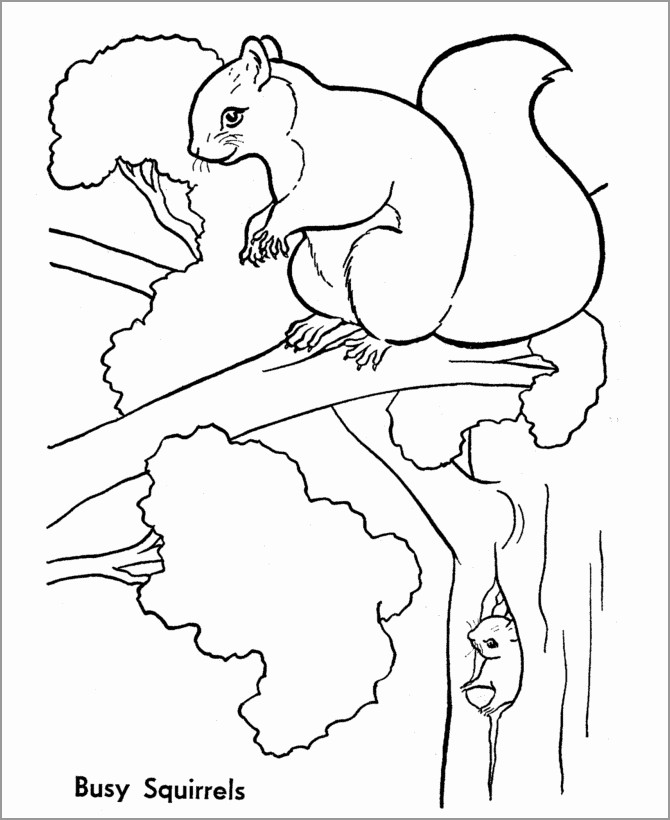 Squirrel Lives on Trees Coloring Pages for Kids