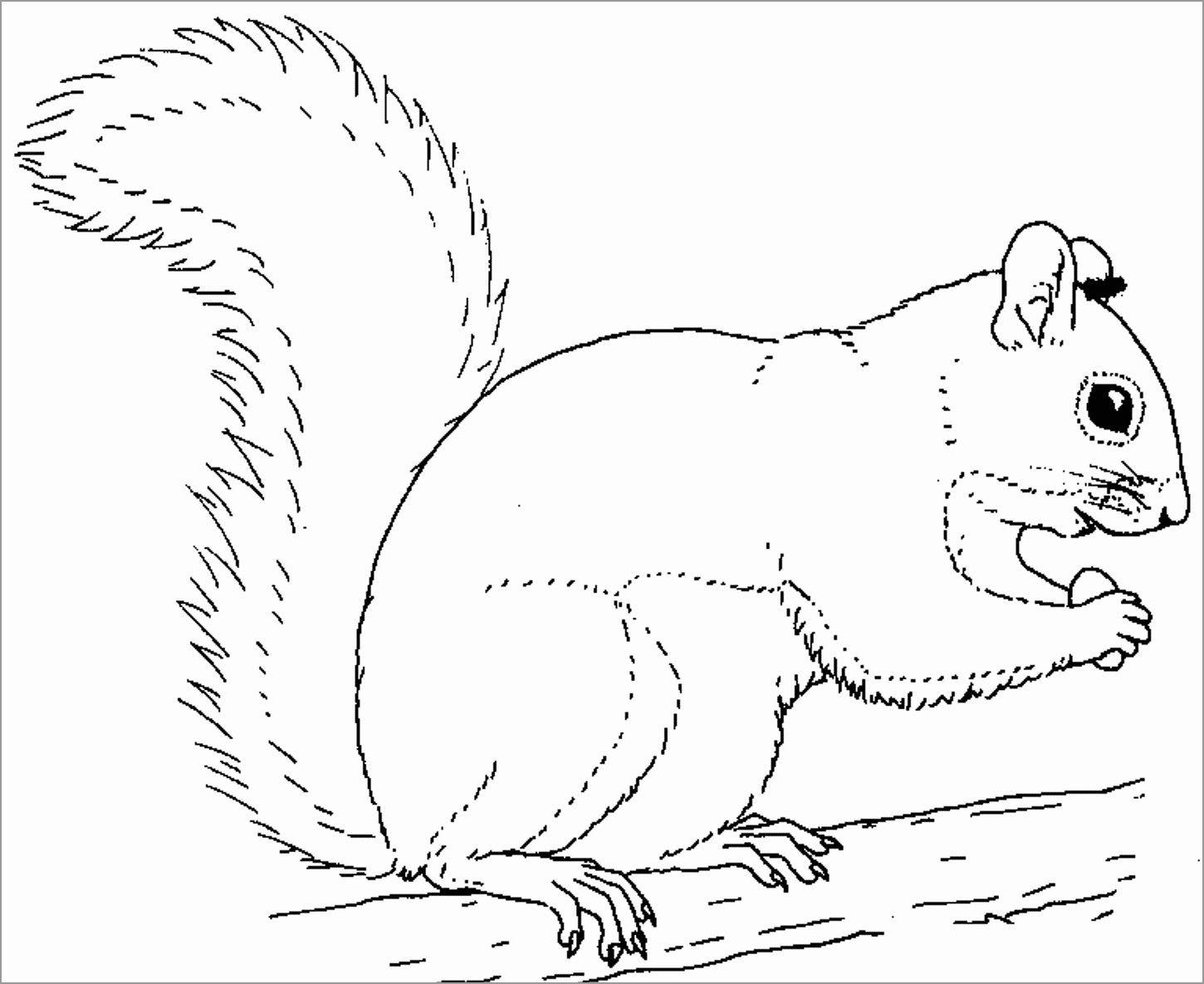 Squirrel On A Tree Coloring Page